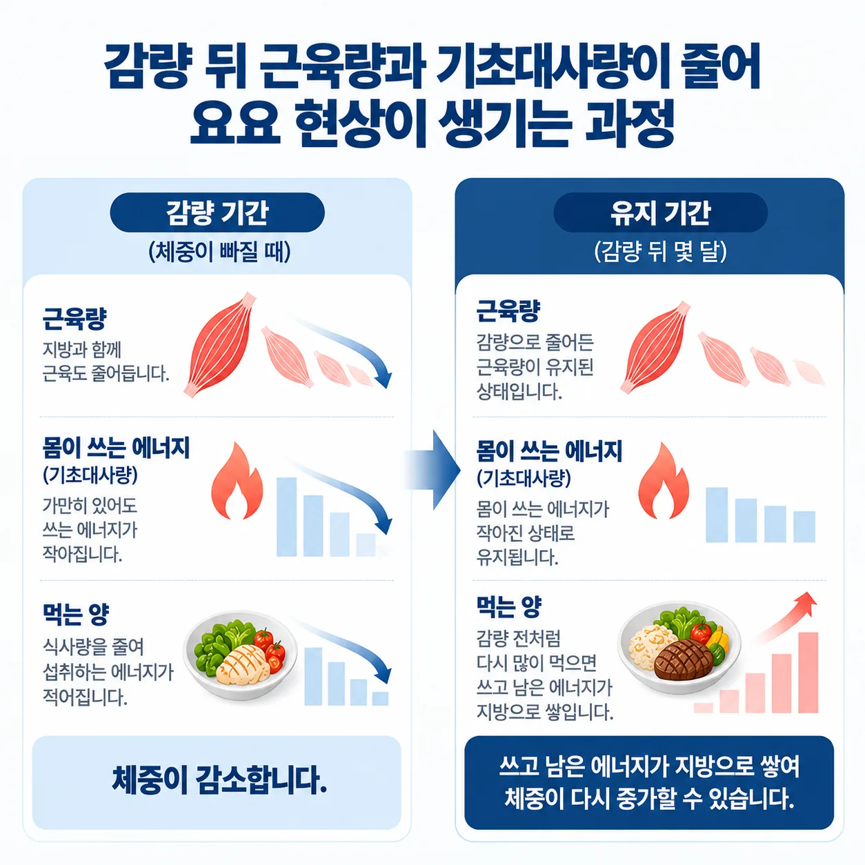 다이어트 감량 뒤 근육량과 기초대사량이 줄어 요요 현상이 생기는 과정 개념도